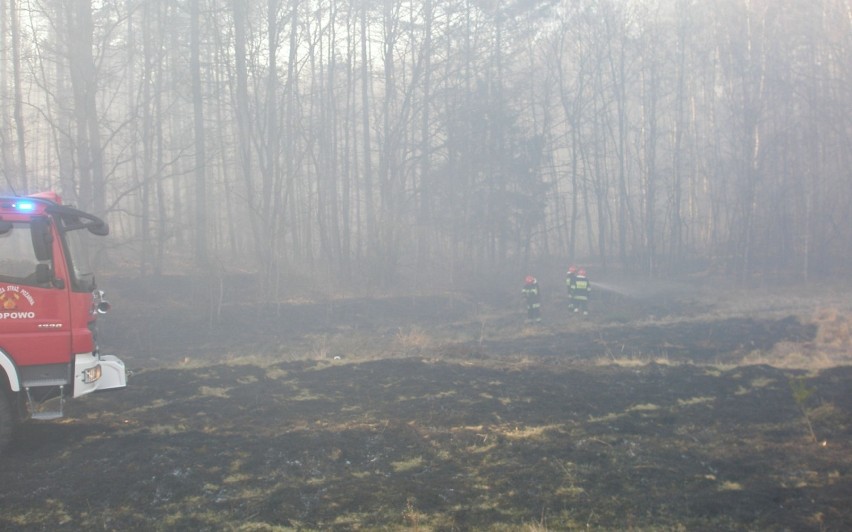 Pożar trawy i młodnika pod Hopowem 18-03-2015