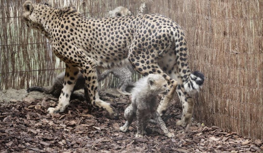 Osiem małych gepardów - Zoo Opole
