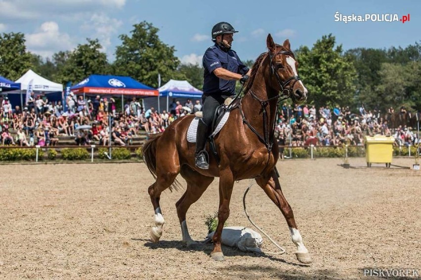 Międzynarodowe zawody policji konnej w Brnie 2018 ZDJĘCIA