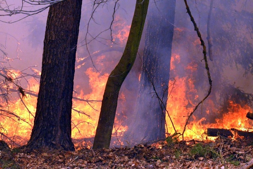 Pożar lasu w Jeziorach Wysokich