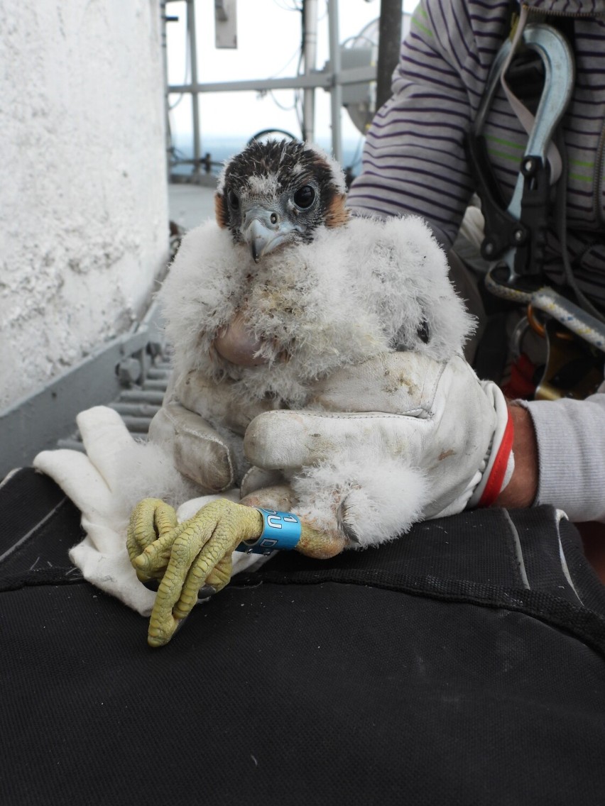 Reintrodukcją sokoła wędrownego w rejonie Włocławka zajmuje...