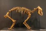 W Krakowie odkryto cmentarzysko mamutów. Teraz najcenniejsze okazy można zobaczyć w muzeum