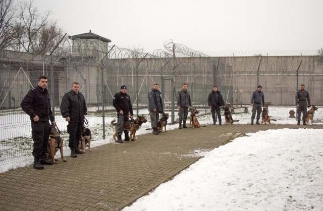 Przy wsparciu psów przeprowadzona została m.in. kontrola wyznaczonych cel i pomieszczeń więziennych. Czworonogi doskonaliły umiejętności w samodzielnej pracy węchowej jak i podczas prowadzenia przez przewodnika.