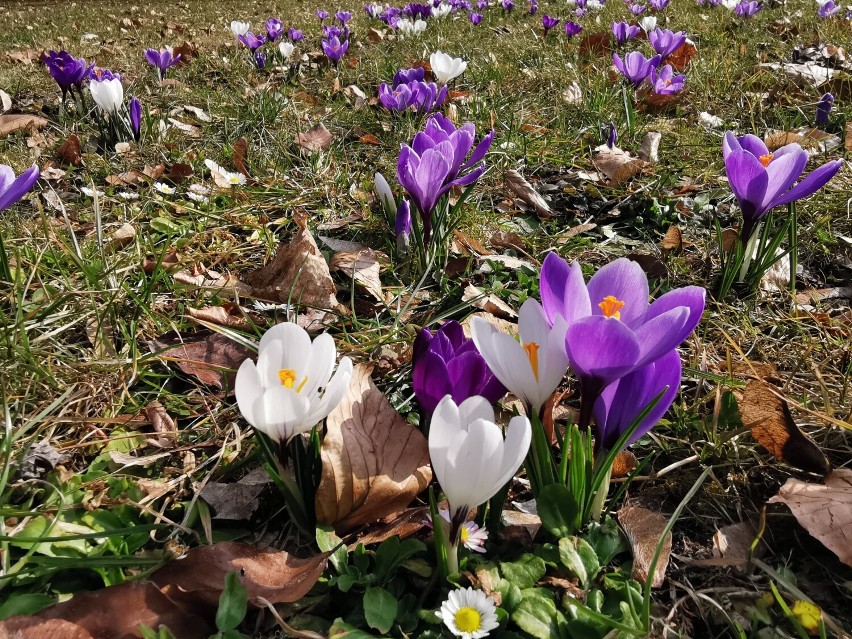 Wiosna w pełni. Pierwsze krokusy pojawiły się w parku w...