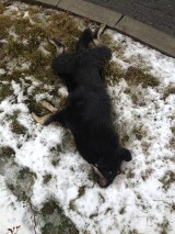 Lubliniec: Martwy pies przy rondzie Opolczyka przed śmiercią konał w cierpieniu. Nikt nie zareagował