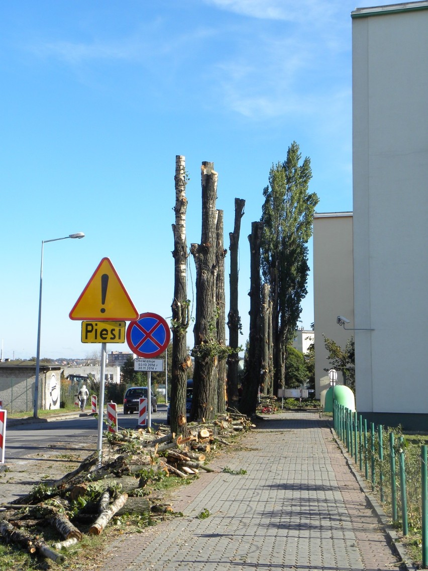 Drogowcy wytną prawie 70 drzew na ulicy Młynarskiej