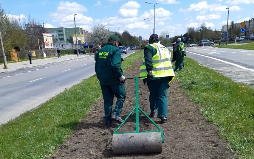 Trwa siew łąk kwietnych w Chełmie. Najdłuższa ma około 1,5 kilometra. Zobacz zdjęcia