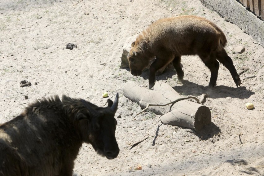 05.07.2018 torun 
imiona dla malych w zoo - takin
zoo ogrod...