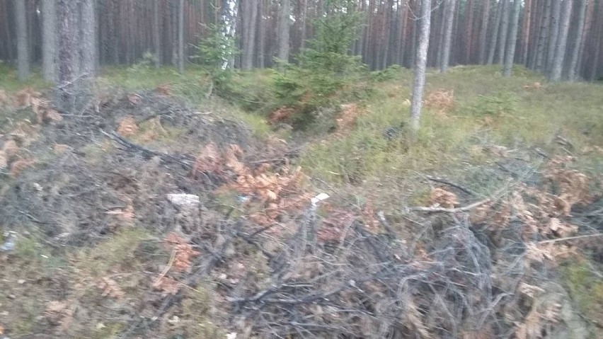 Dramatyczne odkrycie w lublinieckim lesie. Ktoś przywiązał sukę i wrzucił do rowu 6 szczeniąt [FOTO]