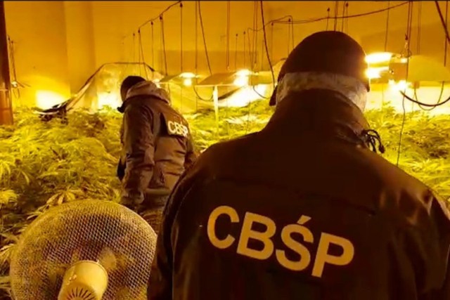 Gdańscy funkcjonariusze CBŚP wspólnie z Morskim Oddziałem Straży Granicznej w Gdańsku zlikwidowali gigantyczną plantację konopi w Łapinie. Prokuratura w Gdańsku prowadzi postępowanie dotyczące grupy przestępczej zajmującej się uprawą  marihuany.