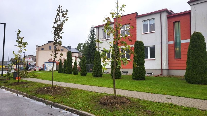 W Radomsku sadzą nowe drzewa. To realizacja obywatelskiego projektu. FILM, ZDJĘCIA