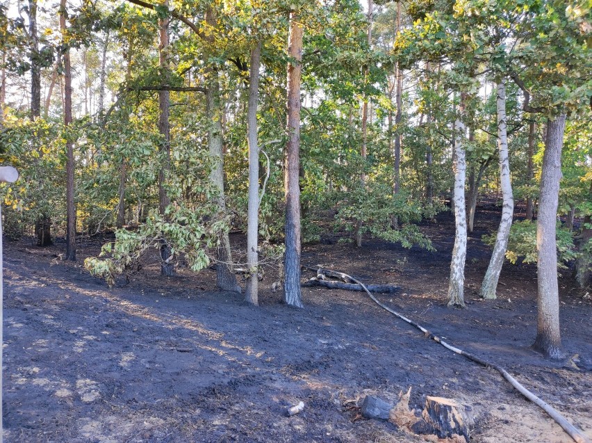 Płonie las w okolicach Szczucina. Do akcji skierowano liczne siły strażaków z powiatu dąbrowskiego oraz z Tarnowa 