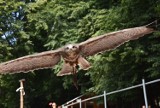 Leśny Park Niespodzianek w Ustroniu. Tu zrobisz selfie z orłem z amerykańskiego herbu. Zobacz jakie czekają tu atrakcje