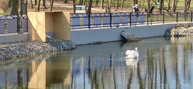 Bariery i parawan chronią teraz łabędzie w Parku Strzeleckim w Tarnowie