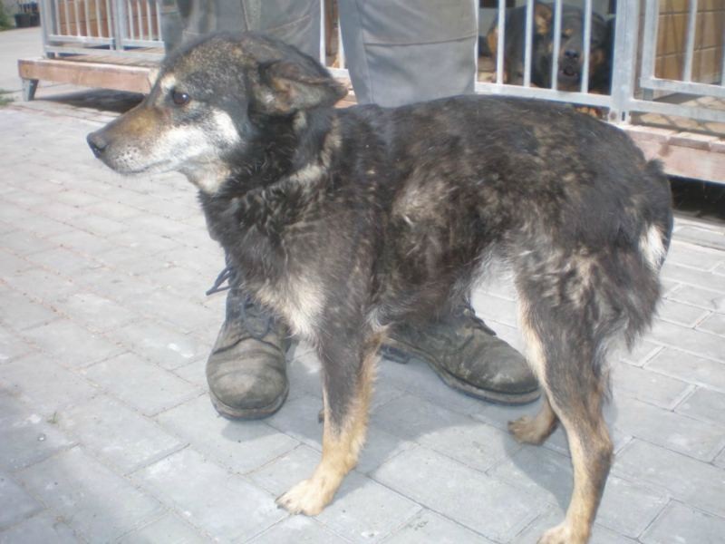 Prabuty: Miejscy urzędnicy zachęcają co do zaopiekowania się bezpańskimi psami z terenu gminy