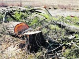 Wrocław: Mieszkańcy ul. Nasturcjowej oburzeni wycinką drzew