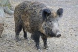 Trwa odstrzał dzików w Parku Śląskim. Dziki pojawiały się nawet w Rosarium