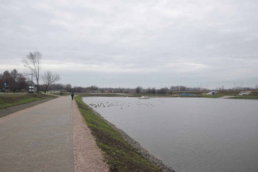 Na nowym zbiorniku retencyjnym na osiedlu nad Potokiem w Radomiu pojawiło się mnóstwo kaczek. Zobacz zdjęcia
