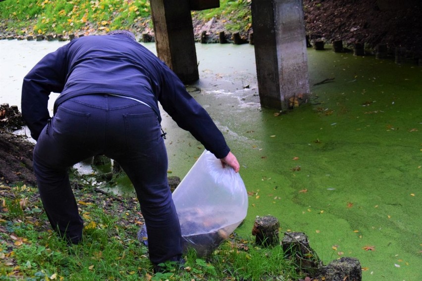 Park Miejski w Łęczycy ma nowych domowników [ZDJĘCIA] 