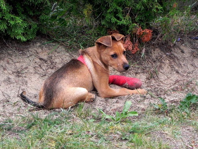 Adopcja psów: przygarnij Tomusia