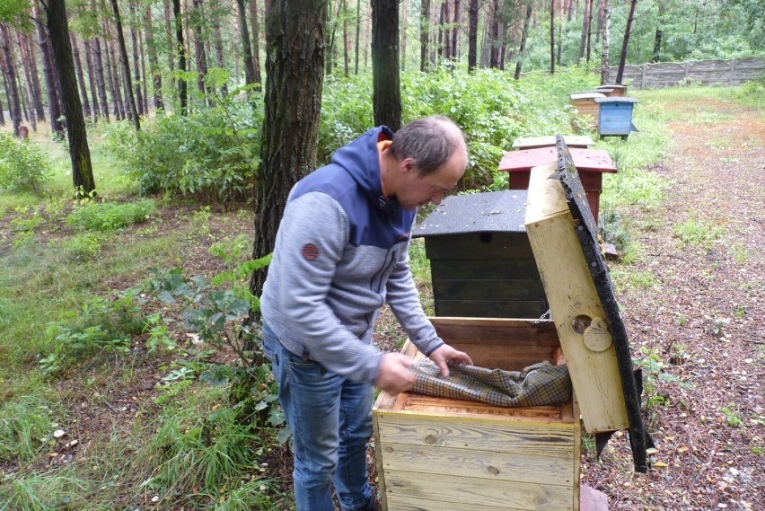 Zgnilec amerykański atakuje pszczoły w powiecie radomszczańskim. Płoną ule