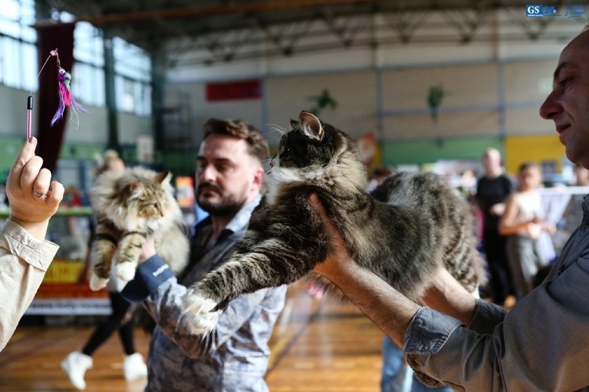 Najpiękniejsze koty na wielkiej wystawie w Szczecinie [zdjęcia, wideo]