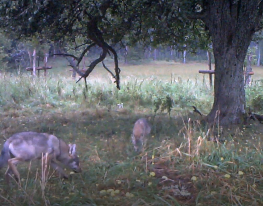 Wilki w oku fotopułapki