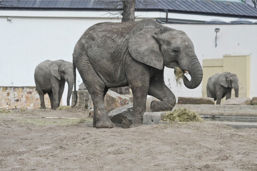 Słonie w warszawskim zoo są zestresowane. Dostaną więc... medyczną marihuanę