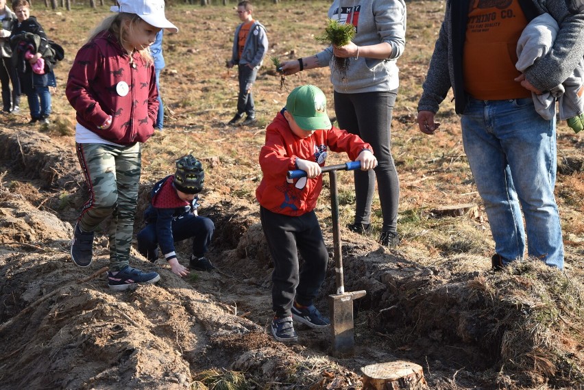 Przedszkole Samorządowe z Margonina już 14 raz posadziło las z okazji "Dnia Ziemi"