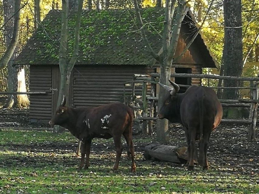 Nowy Tomyśl: Podnieśli ceny za wejście do miejskiego ZOO