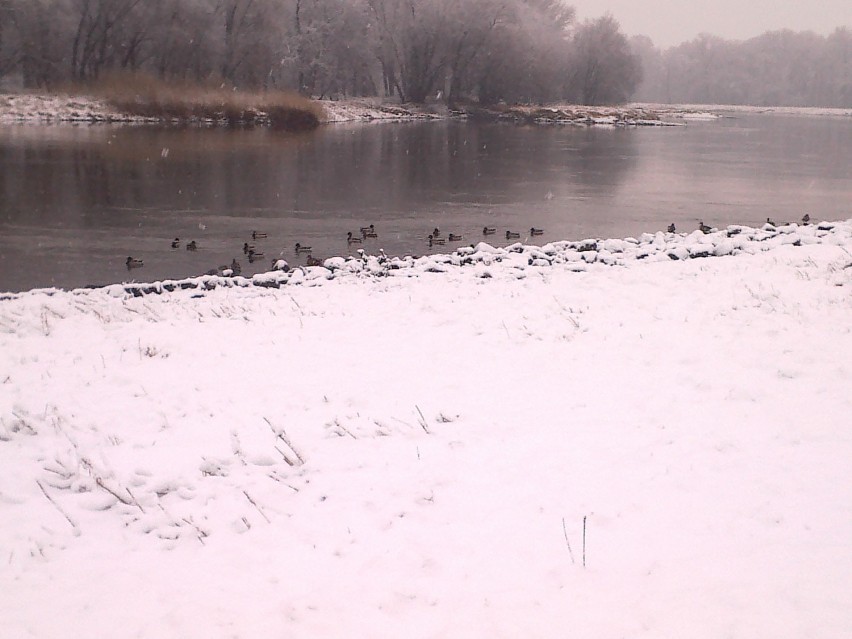 Pierwszy śnieg tej zimy i kaczki czekające na chlebek :)