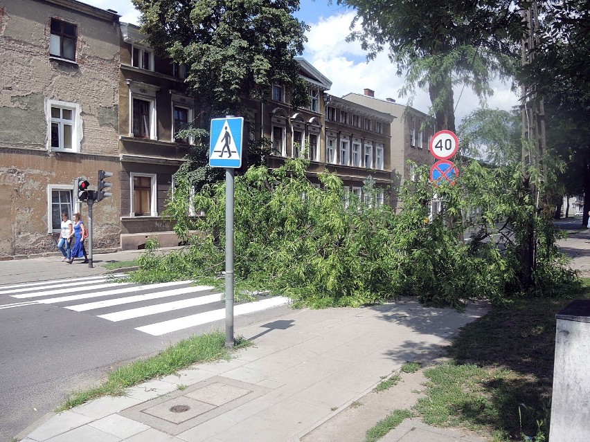 Ul. Wojska Polskiego. Konar spadł na jezdnię. Zarząd dróg zapowiada tam gruntowny przegląd drzew