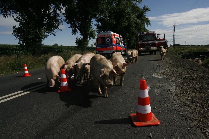 Wypadek ciężarówki ze świniami na trasie Legnica - Złotoryja (ZDJĘCIA)