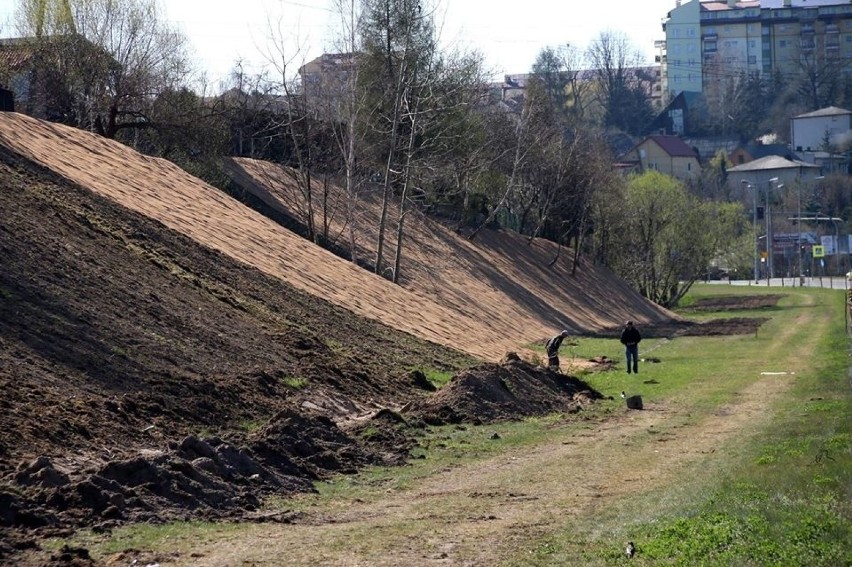 Skarpa przy ulicy Kardynała Wyszyńskiego w Starachowicach szybko zmienia wygląd. Wkrótce będzie kwietną łąką