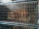 Dwa ocalałe z transportu tygrysy trafiły do zoo k. Człuchowa [WIDEO]