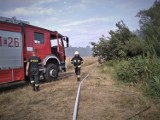 Pożar nieużytków. Paliło się w Strońsku i Janiszewicach ZDJĘCIA