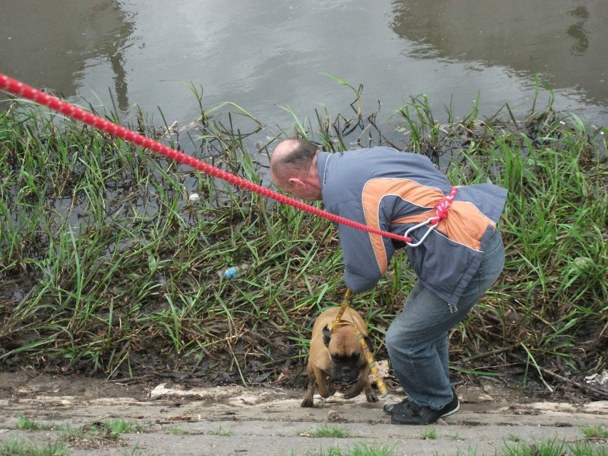 Kalisz - Strażnicy wyciągali psy z rzeki