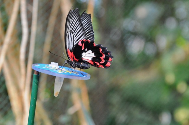 Motyle w palmiarni