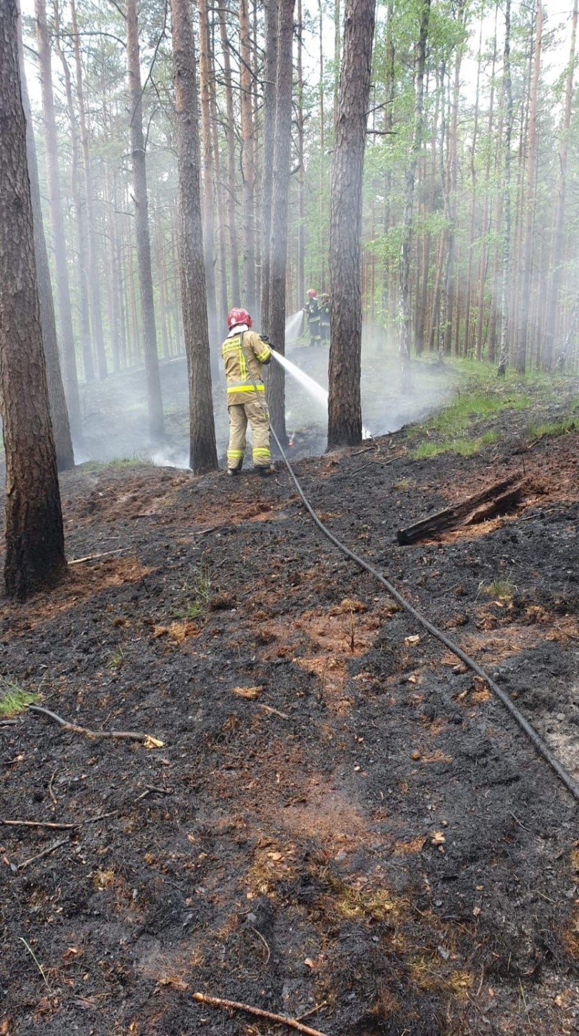 Znów płonął las. Strażacy w akcji pod Łozienicą [ZDJĘCIA]