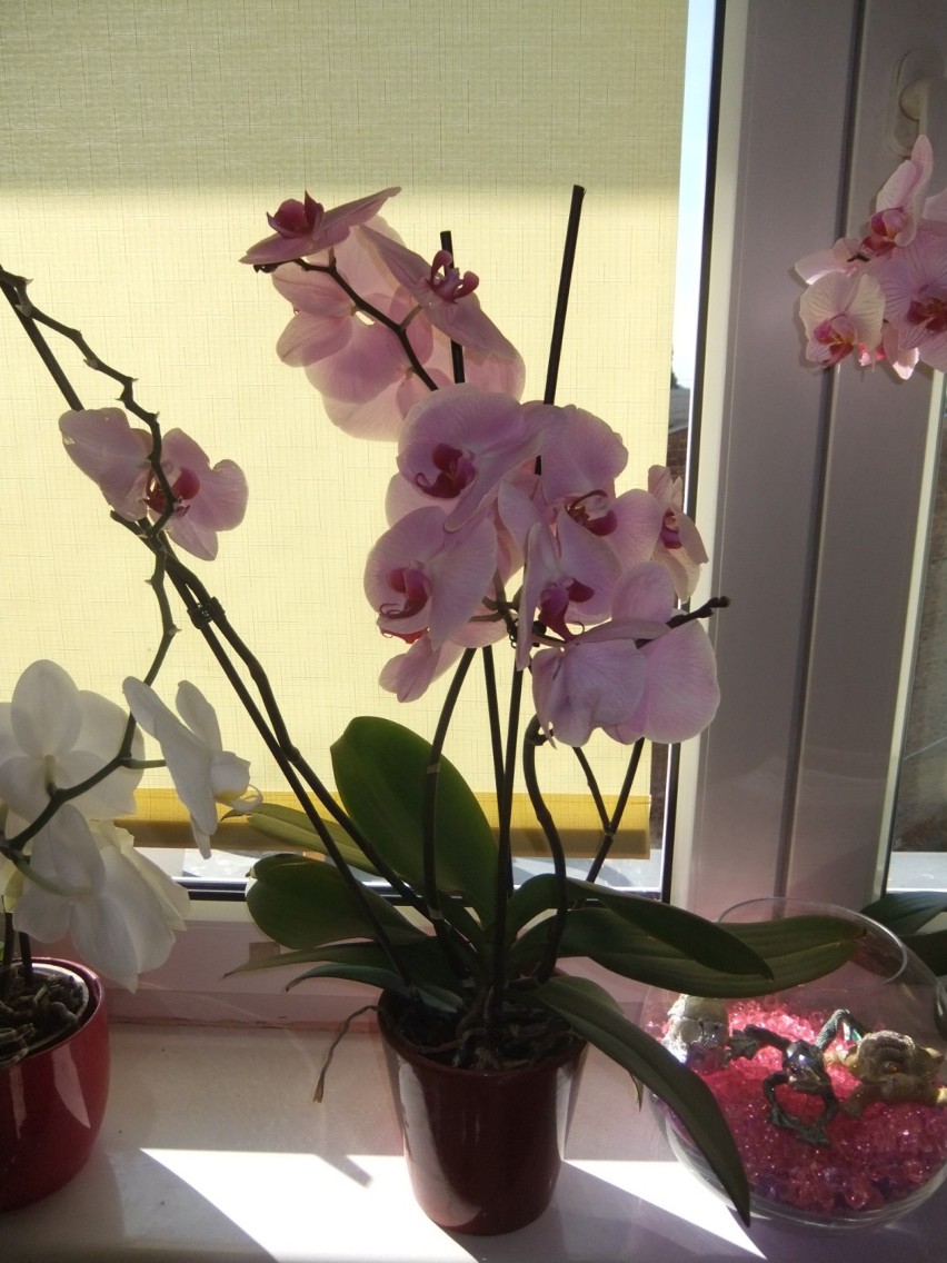 Orchidee czyli storczyk .