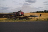 Pożar ścierniska w Goraninie. Na miejscu 7 zastępów straży 