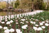 Kolorowa wiosna budzi się w Arboretum w Bolestraszycach [ZDJĘCIA]