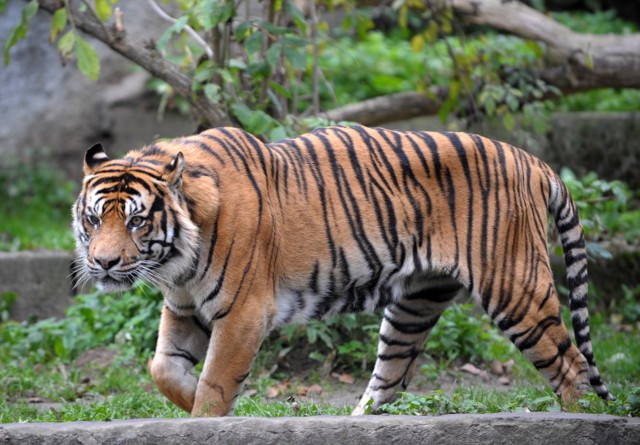 W sobotę w warszawskim ZOO pierwszy dzień wiosny będzie połączony z Dniem Kota