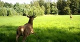 Gonitwa dzikich zwierząt. Niesamowite nagranie wilków i jeleni uchwyciła fotopułapka WIDEO