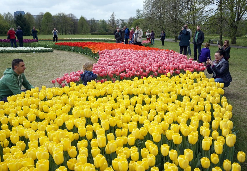 70 tys. tulipanów kwitnie w Ogrodzie Botanicznym w Łodzi