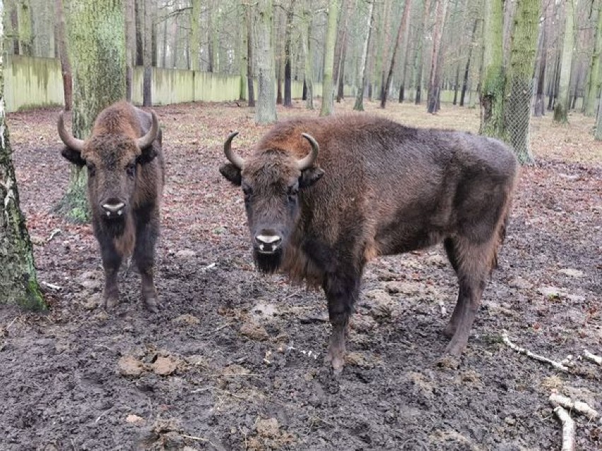 Dwa żubry z Gołuchowa wyjechały do Hiszpanii. ZDJĘCIA