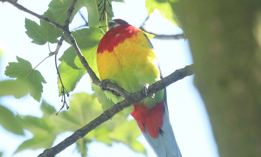Bajecznie kolorowa papuga na drzewie w Legnicy [ZDJĘCIA]