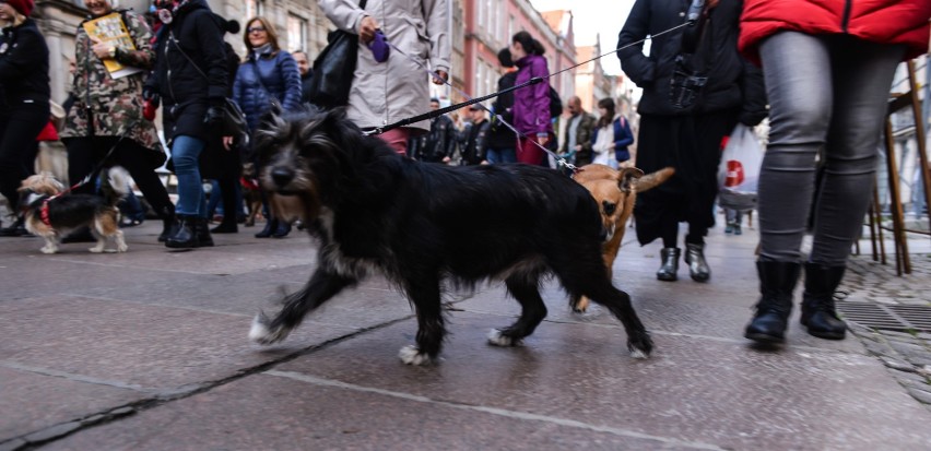 Psi spacer mieszkańców schroniska dla zwierząt [ZDJĘCIA, WIDEO]