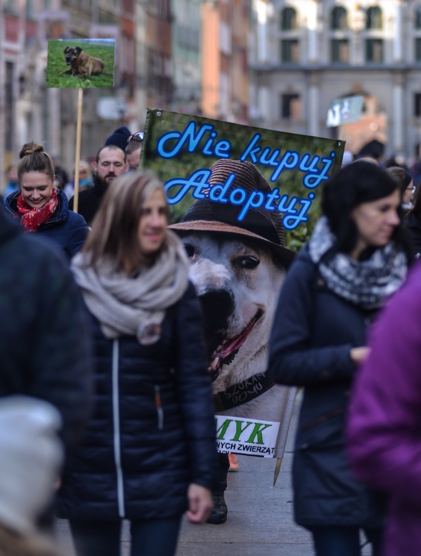 Psi spacer mieszkańców schroniska dla zwierząt [ZDJĘCIA, WIDEO]