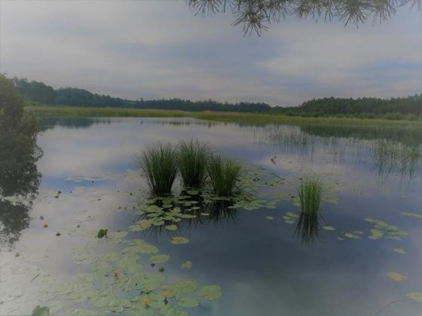 Rozpoczęto ratowanie rezerwatu Jeleniak-Mikuliny w...